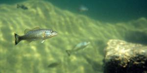 Intersex Fish