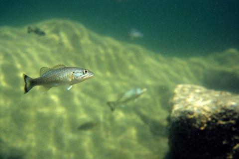 Intersex Fish